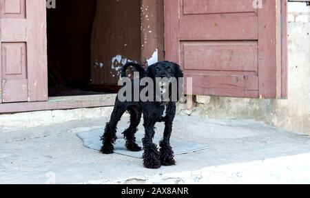 Poodle nero sul portico della casa Foto Stock