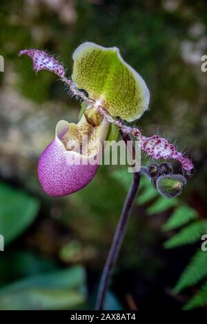 Orchidee al Kew Gardens Orchidee Festival, Regno Unito Foto Stock