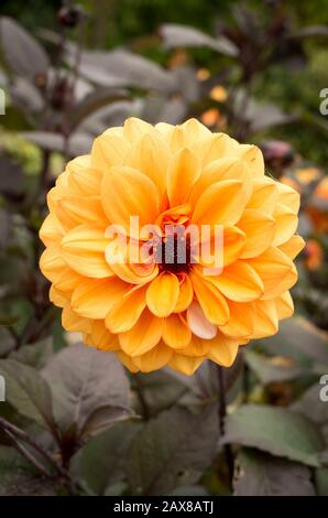 Dahlia David Howard è un bellissimo e popolare piccolo fiore decorativo con fogliame scuro mostrato qui con prime gocce di rugiada del mattino nel mese di ottobre in un giardino inglese Foto Stock