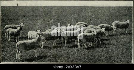 Il Journal of the Department of Agriculture, Victoria . n aggiunta un blocco in ogni fattoria ha ottenuto h ton groundlime per acro nel primo, terzo, e settimo anno. Ogni anno i blocchi trasportavano le pecore che potevano nutrire, e le pecore erano weighedquando messe sopra, e di nuovo quando prese fuori. La tabella seguente mostra Bui. 2.3, W. di Scot. Agric. Col. T Sup. Jour. Bd. Agric, Lond. Gen., -811. 626 Joinial di AgnciiliKrc. Victoria. [10 Ott. 1912. L'aggrt-gate guadagna in peso vivo per acro dal limed e unlimedblocks in ogni fattoria alla fine di nove spighe: - Cockle Iark. Sevii gtoi;. (RanNo Lime. -l Foto Stock