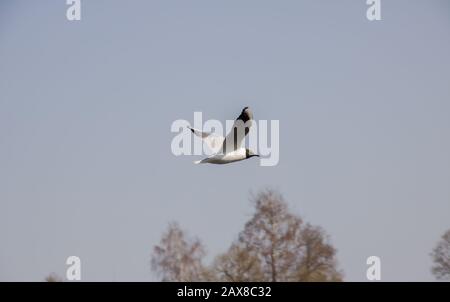 Il gabbiano bianco vola nel cielo blu Foto Stock