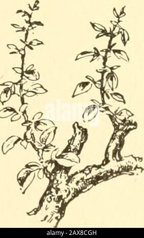 Simboli biblici; progettati e disposti per stimolare un maggiore interesse nello studio della Bibbia da parte sia dei giovani che dei vecchi . e ^^. Foto Stock