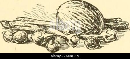 Simboli biblici; progettati e disposti per stimolare un maggiore interesse nello studio della Bibbia da parte sia dei giovani che dei vecchi . e ^^ Foto Stock