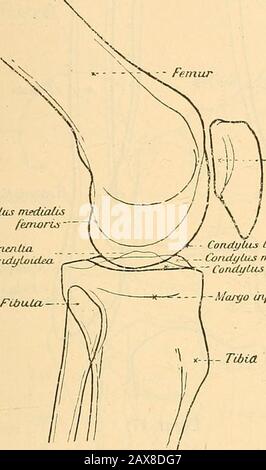 Leitfaden Des Röntgen-Verfahrens . EfucoTidylus medialis - Enunen/ia. Intercondyloidea,Condj/lus medialis femoris Condylus medialis tibiaeAlarc/o infraglenoidMis - Ulna, Figur 15.Ventrodorsale Eöueaufnalime. Grelenksanteil zur deutlicheren Ansicht gebracht werden, dochkönnen wir hierorts auf die Beschreibung solcher atypischen Auf-nahmen nicht näher eingehen. Hüftgelenk. Da das Hüftgelenk im vorigen Kapitel besprochen wurde,entfällt die Berücksichtigung desselben an dieser Stelle. 211 - Knie. für das Kniegelenk kommen folgende Aufnahmerichtungeuin Betracht: 1. Ventrodorsale Aufnahme (Pig, 15 Foto Stock