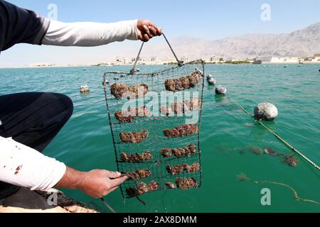 Coltivazione delle perle a Ras al Khamah. Foto Stock