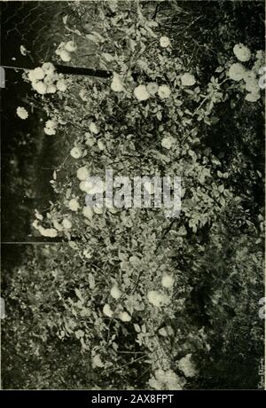 Rose per giardini inglesi. Pompon ROSES 27 Colibri; rame-giallo, ombreggiatura al bianco. Etoile Dor; giallo pallido. Eugenia Lamesch; giallo buff. Georges Pernet; rosa, pesca e giallo. Gloire des Polyantha; rosa e bianco. L^onie Lamesch; rosso rame profondo, centro giallo. Mosella; bianco e giallo. Mignonette; rosa. Perle Dor; giallo buff. Altri Pombon Roses: Dwarf Cenifolia, De Meaux. Moss de Meaux. Tong. Lawrenceana e var. Pompon de Paris. Rosa Fata. Pet Bianco. Nano Borgogna e varata bianca. Capitolo V ALCUNE DELLE SPECIE DI ROSE COME ROSE GIARDINO è ovvio che il nostro giardino Rose devono avere comeor Foto Stock