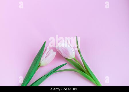 Bouquet di tulipani rosa per le vacanze. Giorno della donna, San Valentino, giorno del nome. Su sfondo rosa. Spazio di copia Foto Stock