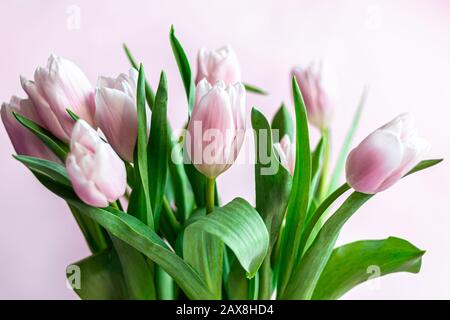 Bouquet di tulipani rosa per le vacanze. Giorno della donna, San Valentino, giorno del nome. Su sfondo rosa. Spazio di copia Foto Stock