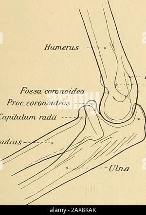 Leitfaden des Röntgen-Verfahrens . getragen werden, damit dieBilder der beiden ünterschenkelknochen nicht zur Deckunggelangen. Ellenbogen. Um über die anatomischen Verhältnisse des Ellenbogenskelettes*)genügenden Aufschluss zu erhalten, erweisen sich in der Regelffolgende Aufnahmerichtungen hinreichend: 1) Die radioulnare Aufnahmerichtung: (Fig. 10). *) Vgl. Dr. Jedliczka-Prag: Fortschr. A. d. Pinza. D. Röntgen-strahlen, Ergänzungsheft 4. 205 Der Patient sitzt auf einem Stuhle, mit dem erlirankten Armedem Untersuchungstischc zugekehrt, diesem knapp an. Der Armwitrd, im Ellenbogengelenke moncone Foto Stock