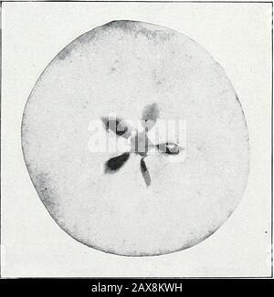 Studi sulle mele: Iconservazione, respirazione e crescita; IIcarboidrati o vinacce solubili; IIIesami microscopici e macroscopici dell' amido di mele. Fig. 5.-30 Ottobre 1903. Fig. 6.-5 Novembre 1903. Posizione E Graduale Scomparsa Di Amido Di Mele, Winter Paradise. Bui. 94, Bureau of Chemistry, U. S. DIP. Di Agriculture. Piastra III. Foto Stock