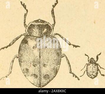 Insetti che colpiscono l'arancio . ed apparenti- come macchie circondate da duskyareas; i ])romineuces sulla parte posteriore di ogni body-joint sono rivestiti di peli downy; la coppia singola su eachof i primi tre giunti forma schermi rialzatidi colore nero; La testa e le gambe sono dark.The larva di questo, così come quello di qualche altra specie, è attaccato da un par-asite interno che causa la sua morte subito dopo ithas diventare adulto. La larvaida Lady-bird si attacca al i)lant nel mannersolito ad esso quando si sta per cambiare in pupa; il pupa, tuttavia, non appare mai, ma il corpo della larva diventa rigido Foto Stock