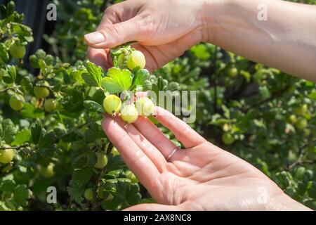 Le mani femminili mostrano giovani frutti di uva spina verdi che crescono sul cespuglio giovani frutti di uva spina verdi crescono sul cespuglio tra foglie verdi sane. Foto Stock