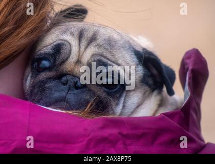 Triste spaventare Pug cane essere coccolato nel freddo bagnato dal suo proprietario vicino di fronte alla fotocamera , Foto Stock