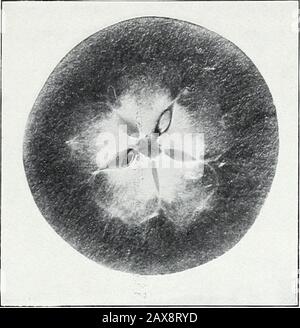 Studi sulle mele: Iconservazione, respirazione e crescita; IIcarboidrati o vinacce solubili; IIIesami microscopici e macroscopici dell' amido di mele. Fig. 2.- Amido Di Mele. Ingrandimento 200 Diametri). Bui. 94, Bureau of Chemistry, U. S. DIP. Di Agriculture. Piastra II. Fig. 1.-18 Agosto. 1903. Foto Stock