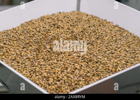 Estrazione a domicilio. Il processo di produzione della birra. Macinare il malto per fare la birra Foto Stock