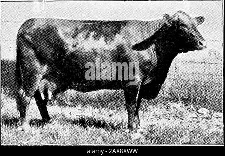 DrDavid Roberts 'pratico veterinario domestico. Bestiame di ffolk. Il tipo Norfolk era caratterizzato da un corpo rosso-coloredbody del sangue e da una testa chiazzata, mentre il tipo Suffolk era originariamente una specie di colore del topo. Per oltre un secolo entrambi sono stati liberamente attraversati e sono stati riconosciuti come una razza dal 1846. BOVINI DURHAM IMPOLATI. Il Durham Polled è uno dei più importanti delle razze duplice scopo, di origine americana. Questa razza soddisfa la crescente domanda di bestiame con tutte le caratteristiche essenziali dei Shorthorns, ma senza corna. Essi sono discendenti sia dallo Scotch che dall'Engl Foto Stock