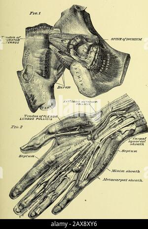 Anatomia umana pratica [risorsa elettronica] : una guida di lavoro per gli studenti di medicina e un pronto riferimento per chirurghi e medici . PIASTRA 4. Foto Stock