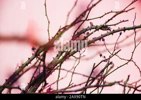 Cane Rosa canina rami secchi con spine Foto Stock