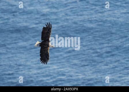 Aquila dalla coda bianca - Haliaeetus albicilla, bel grande rapace dalle coste europee nad Waters, Runde Island, Norvegia. Foto Stock