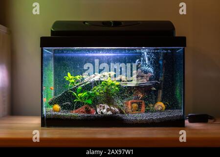 Piccolo acquario con vasca di pesce con lumache colorate e pesci a casa su tavola di legno. Bacinella con animali d'acqua dolce in camera Foto Stock