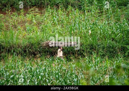Lushoto, Tanzania - gennaio 2020: Una donna che trasporta tronchi di legna da ardere sulle loro teste che si arrampica attraverso la giungla di montagna nelle montagne di Usambara Foto Stock