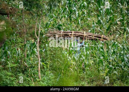 Lushoto, Tanzania - gennaio 2020: Una donna che trasporta tronchi di legna da ardere sulle loro teste che si arrampica attraverso la giungla di montagna nelle montagne di Usambara Foto Stock