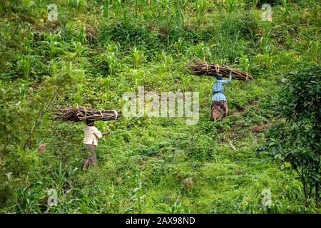 Lushoto, Tanzania - gennaio 2020: Una donna che trasporta tronchi di legna da ardere sulle loro teste che si arrampica attraverso la giungla di montagna nelle montagne di Usambara. Foto Stock