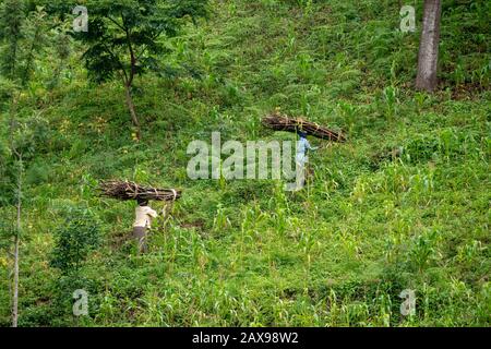 Lushoto, Tanzania - gennaio 2020: Una donna che trasporta tronchi di legna da ardere sulle loro teste che si arrampica attraverso la giungla di montagna nelle montagne di Usambara. Foto Stock