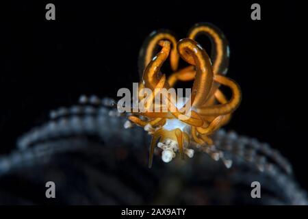 Nudibranch Trinchesia acinosa. Macro fotografia subacquea da Tulamben, Bali, Indonesia Foto Stock