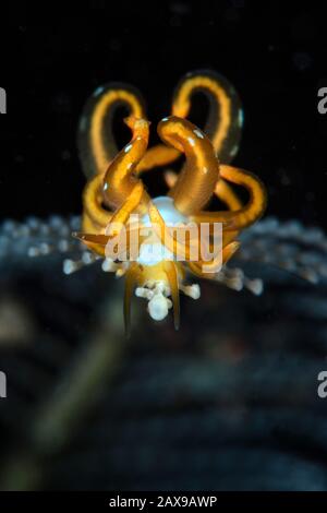 Nudibranch Trinchesia acinosa. Macro fotografia subacquea da Tulamben, Bali, Indonesia Foto Stock