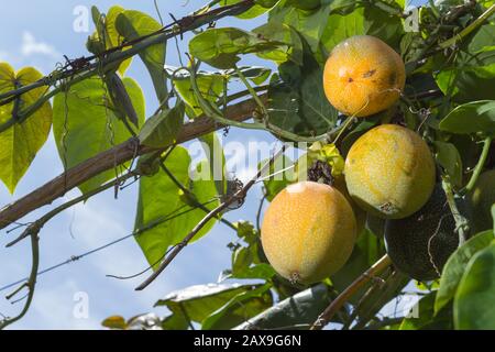 coltivazione di frutti di passione, granadilla. Foto Stock