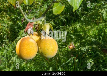 coltivazione di frutti di passione, granadilla. Foto Stock