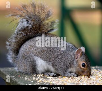 Scoiattolo grigio,sciurus carolinensis,mangiare cibo di uccelli, Foto Stock