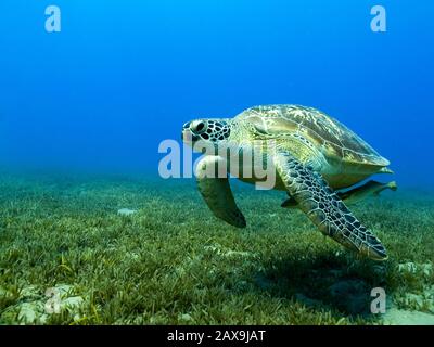 Una tartaruga hawksbill a Marsa Alam nel Mar Rosso, Egitto. Foto Stock