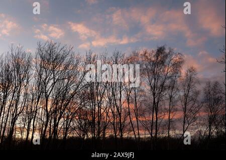 Betulla d'argento contro un tramonto che porta avanti gales e vento di pioggia con Gli avvertimenti dell'ufficio Del Venuto A Contatto per il giorno seguente, stratus, cumulus, cirrostratus, nubi Foto Stock