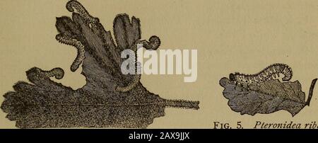 Bollettino - Indagine Geologica E Di Storia Naturale Dello Stato Del Connecticut . Fig. 3. Pteronidea ribesi. Uova. Due volte di dimensione naturale. Fig. 5. Pteronidea ribesi.Fig. 4. Pteronidea ribesi. Larva parzialmente coltivata Completamente. Naturalarvae. Due volte di dimensione naturale. 1 Foto Stock