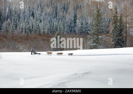 Francia, Bessans - 30 gennaio 2019: Campionati mondiali di sport in slitta. La squadra di cani da slitta si muove nella neve sullo sfondo delle montagne alpine Foto Stock