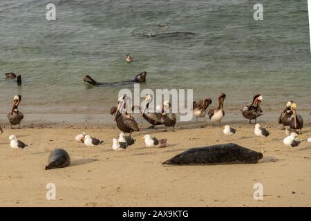 California porto foche (nome scientifico: Phoca vitulina) e pellicani bruni (Pelecanus occidentalis) a la Jolla Beach, San Diego, California. Foto Stock