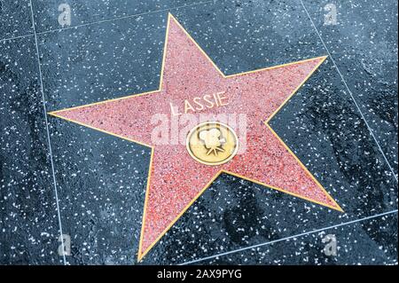 Lassie stella sulla Hollywood Walk of Fame a Hollywood, California, Stati Uniti. Lassie era un cane di collie rugoso femminile immaginario. Foto Stock