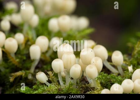 Funghi porcini (Coprinellus dissematus) immaturi che crescono su un albero caduto nel bosco. Foto Stock