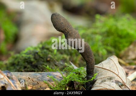 Xylaria longipes fungo comunemente noto come dita di moll morto che crescono su un ramo in figliata di foglie su un pavimento boschivo. Foto Stock