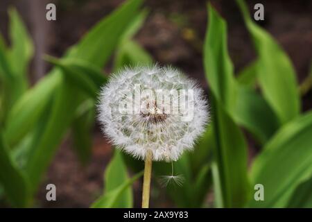 Molla. Dente di leone nel giardino. Fase di dispersione del seme. Foto Stock