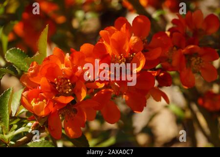 Chaenomeles japonica, conosciuta come la mela cotogna di Maule è una specie di varietà di mele cotogne da fiore Sargentii. Fiori di primavera. Foto Stock