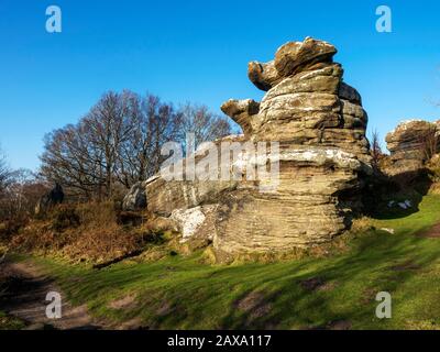 La formazione di roccia di Dancing Bear Gritstone a Brimham Rocks, Brimham Moor Nidderdale AONB, North Yorkshire England Foto Stock