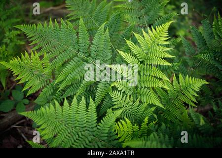 Felci selvatici varietà cannella ferm crescente in una foresta Foto Stock