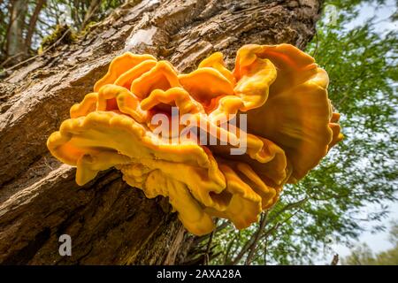 Laetiporus,funghi commestibili,Laetiporus sulfureus,mensola di zolfo, pollo dei boschi, il fungo di pollo, fungo di pollo Foto Stock