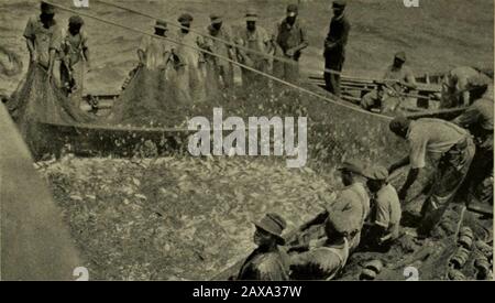 Industrie della pesca degli Stati Uniti: Relazione della divisione Statistiche e Metodi della pesca per il 1921 . 4 * ? l&l ,. FIG. 3.-PESCA MENHADEN. PESCA CON CIANCIOLI E SENNA PER IL TRASFERIMENTO A STIVA DI NAVI. INDUSTRIE DELLA PESCA DEGLI STATI UNITI, 1921. 25 PELLE DI PESCE. Continua l'interesse per l'uso di pelli di squalo per l'abbronzatura di intolearetere, e pelli di fantasia di eccellente qualità e aspetto areas abbronzato. È stato inoltre dimostrato che le scarpe in pelle di squalo sono completamente indossate, così come scarpe di alta qualità in pelle di vitello e ripresentano una finitura migliore senza abrasioni. I dieci presenti Foto Stock