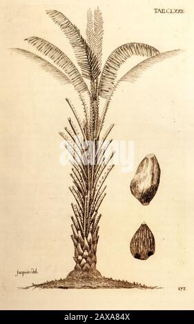 18th secolo illustrazione di Elaeis guineensis (palma da olio africana) dal libro 'Selectarum stirpium Americanarum historia' di Jacquin, Nikolaus Josep Foto Stock