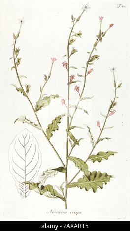 Studio botanico dipinto a mano di Nicotiana crispa fiore (piante di tabacco) anatomia da Fragmenta Botanica di Nikolaus Joseph Freiherr von Jacquin o Ba Foto Stock