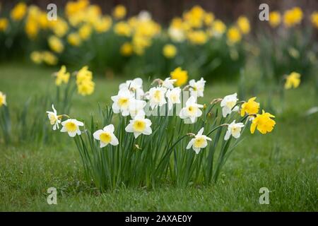 Narcissus Ice Follies in un gruppo isolato con narcodils gialli sullo sfondo Foto Stock